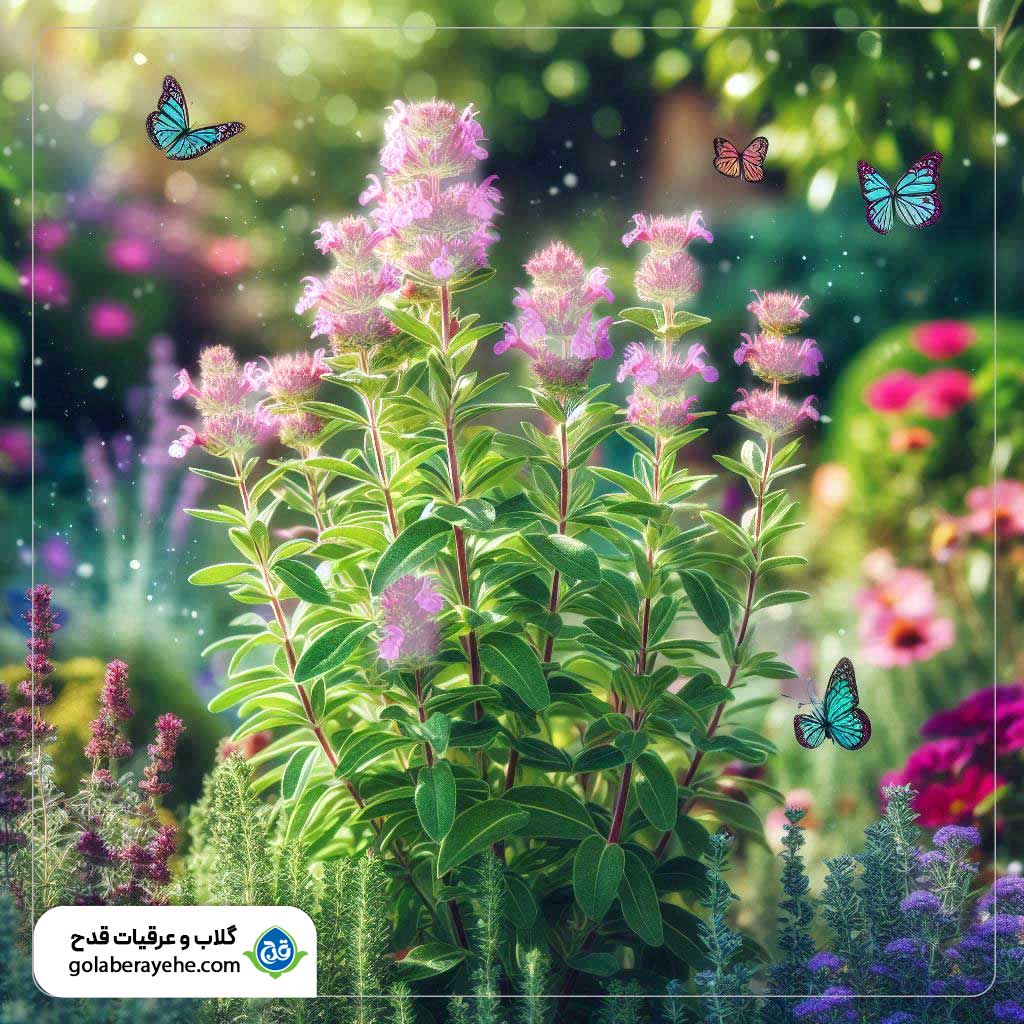 مرزه و خواص بی نظیر آن